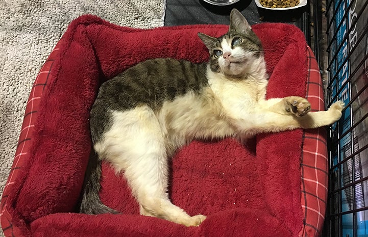 Deaf and blink cat Terry, at the Pet Reunion Pavilion in Houston following Hurricane Harvey