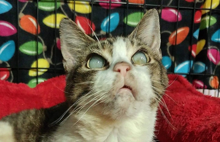 Terry the blind and deaf cat with neurological issues at the Pet Reunion Pavilion in Houston following Hurricane Harvey