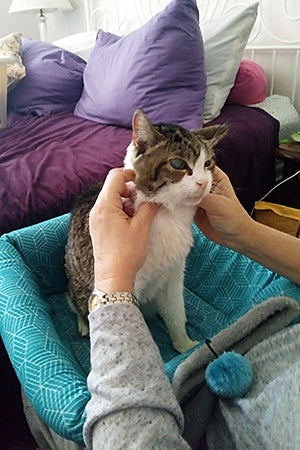 Terry the cat at her new home following being rescued after Hurricane Harvey