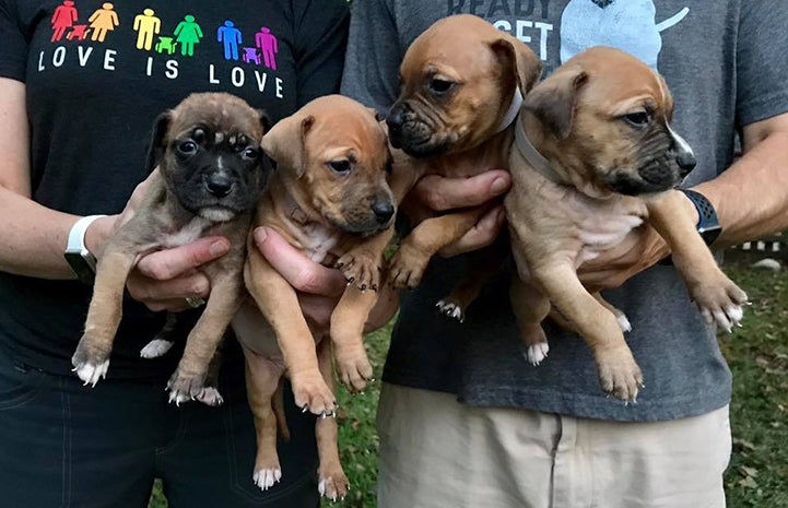 Abilene the dog's puppies after they were rescued following Hurricane Harvey