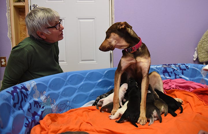 After a few weeks, when the puppies were up and about and starting to climb out of their nest (piles of fleecy blankets in a large blue plastic pool), the Shelby the dog and her puppies moved on to puppy admissions at Dogtown.