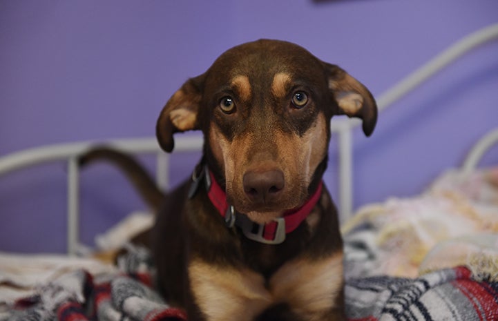 The puppies’ mother, Shelby the dog, came to Best Friends’ base of operations at NRG Arena in Houston after she was picked up from a flooded area following Hurricane Harvey