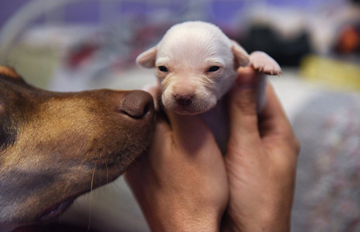 Morton, a white pup, is the smallest of the litter, but has thrived due to the wonderful care he's received