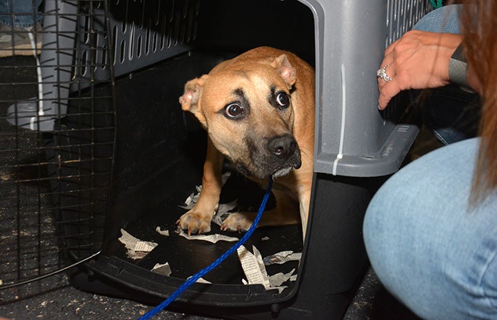 Abbigail the dog being coaxed out of her crate after the transport