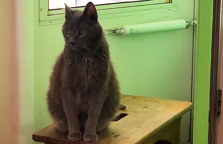 Wrinkles the cat sitting on a wooden stool in his home