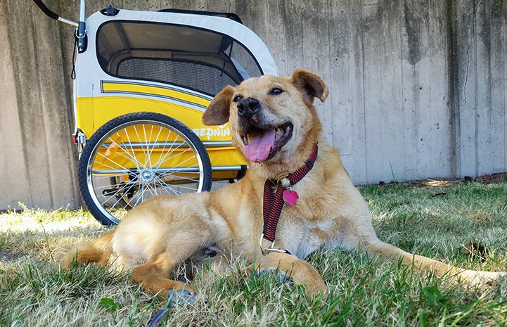 Houdini the dog in front of his buggy stroller