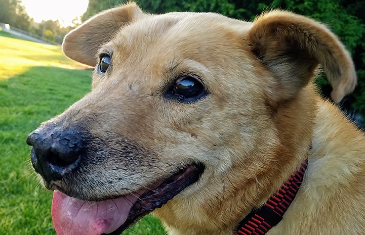 Houdini the dog wearing a red and black collar with his mouth open and tongue out