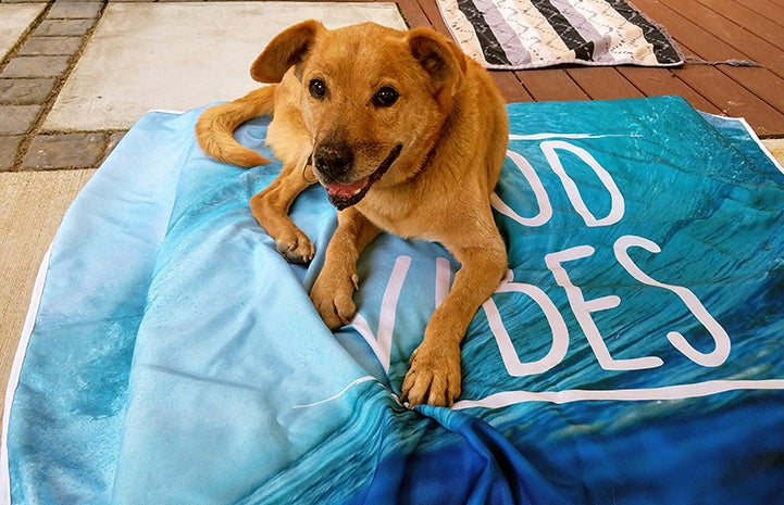 Houdini the dog lying on a Good Vibes blanket