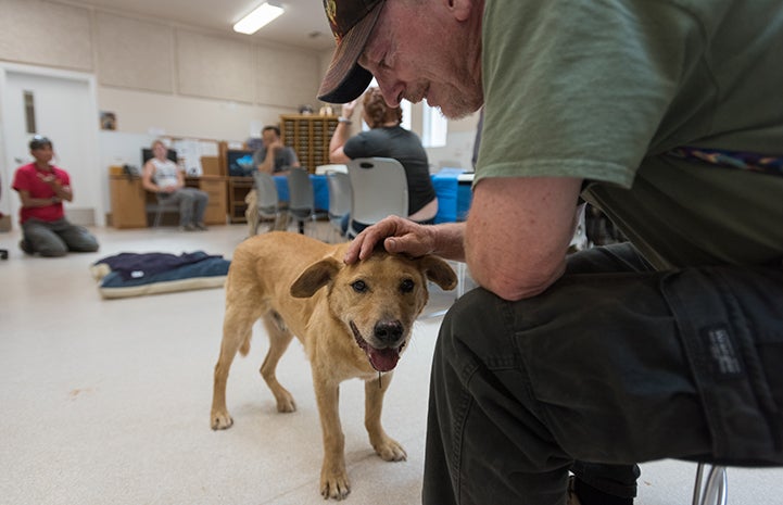 Man leaning over to pet Houdini the dog at his adoption party