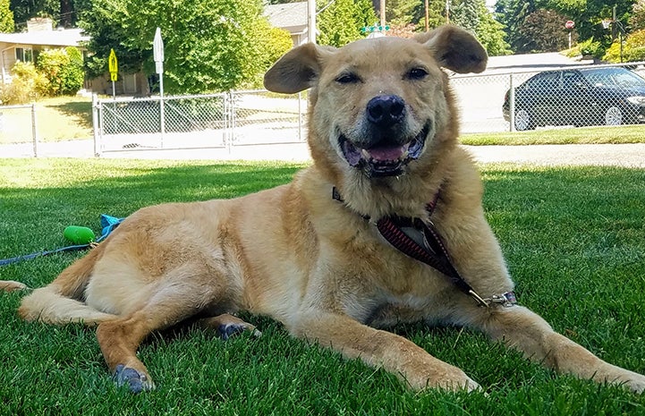 Houdini the dog lying in the grass and smiling