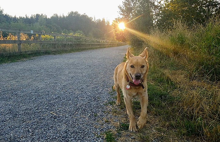 Houdini the dog running down the road with a sunbeam behind him