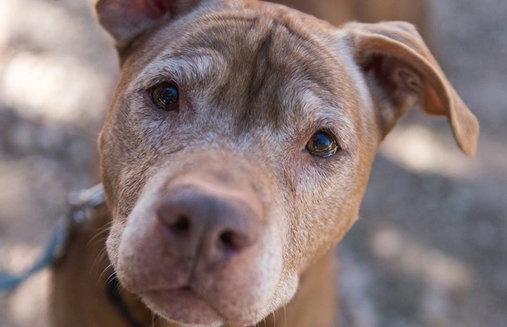 Close-up of DoSiDo the dog's face with graying muzzle