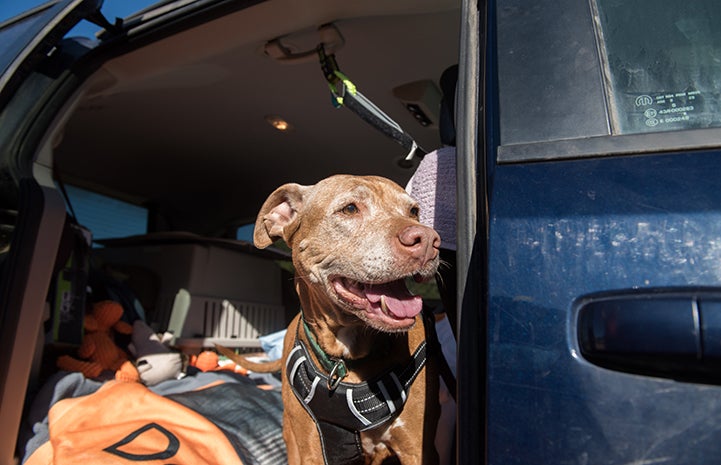 DoSiDo the dog going for a ride in a vehicle