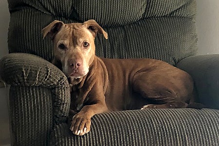 DiSiDo the dog on the couch for her sleepover