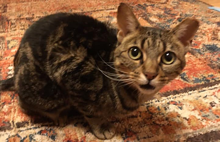 Gia the cat standing on some carpet