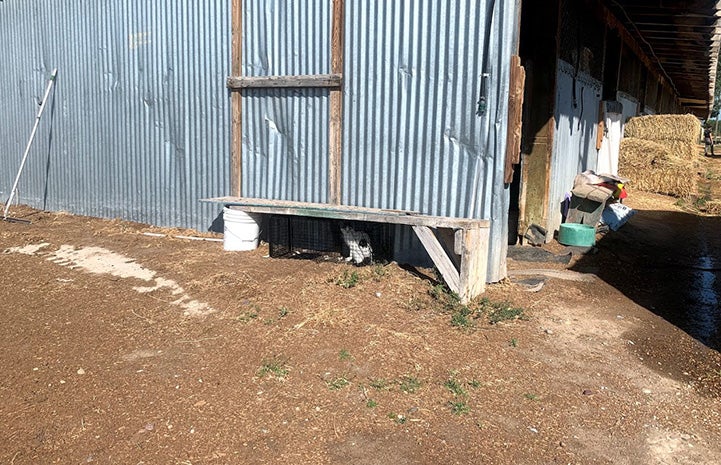 Cat in a humane trap outside under a bench