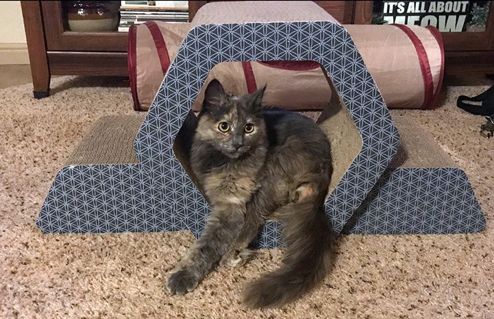 Rogue, the dilute tortoiseshell kitten, playing in a cardboard cat scratcher