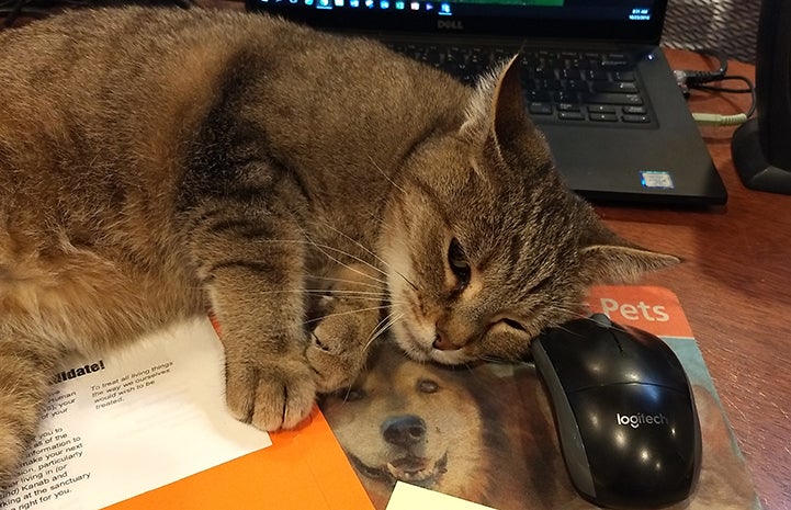 Fiona the brown tabby cat lying on a desk next to a laptop computer and mouse