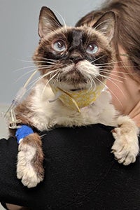 A person holding Valerie the cat over her shoulder