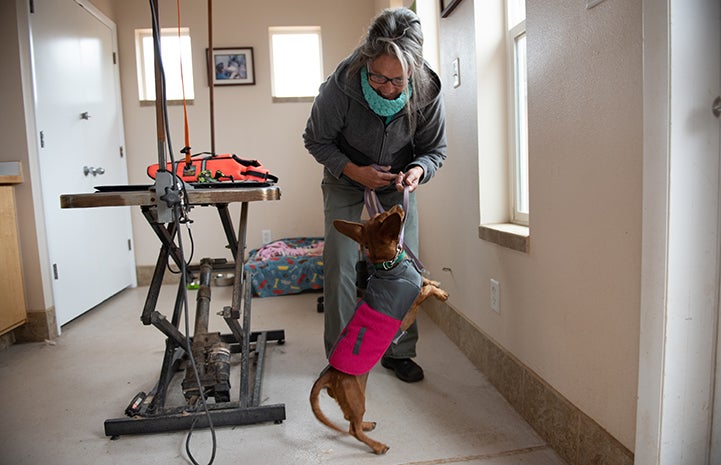 Shorty the dachshund at the Best Friends Animal Clinic