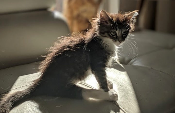 Tati the kitten sitting on a couch in a sunbeam