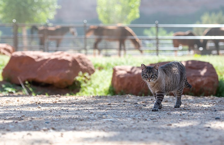 Leopold the Siamese cat walking outside with horses behind him