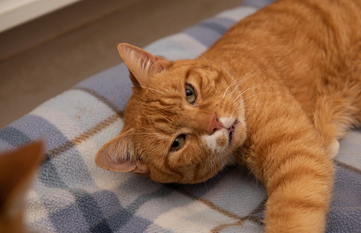 Solarflare the cat, lying on a plaid blanket