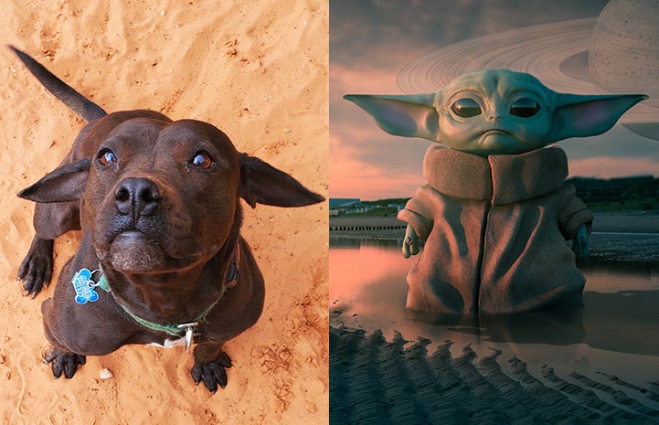 Josie the dog next to Baby Yoda as look-alikes