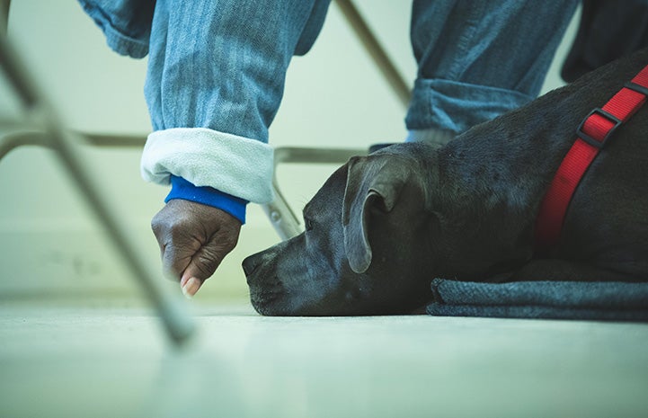 Gray dog lying on the floor with a hand reaching down to him