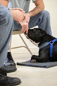 Black and white dog lying on a blanket and nudging the hand of a person with his nose