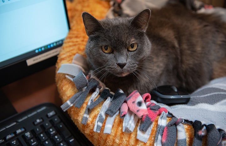 Dilute tortoiseshell cat lying in a bed next to a computer