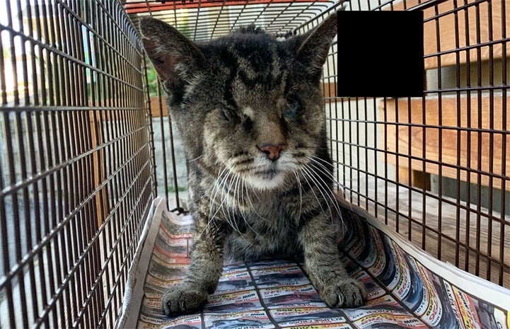 TJ the blind cat in a humane trap