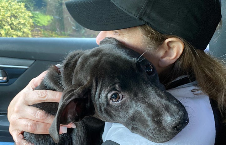 Queso the puppy being cradled by a woman in a car