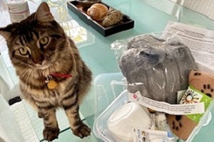 Brown tabby cat sitting next to an open kitten kit