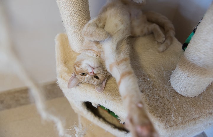 Odette, the orange tabby kitten on her back reaching forward to play