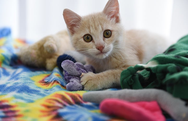 Overdrive the buff tabby kitten lying on a rainbow colored blanket