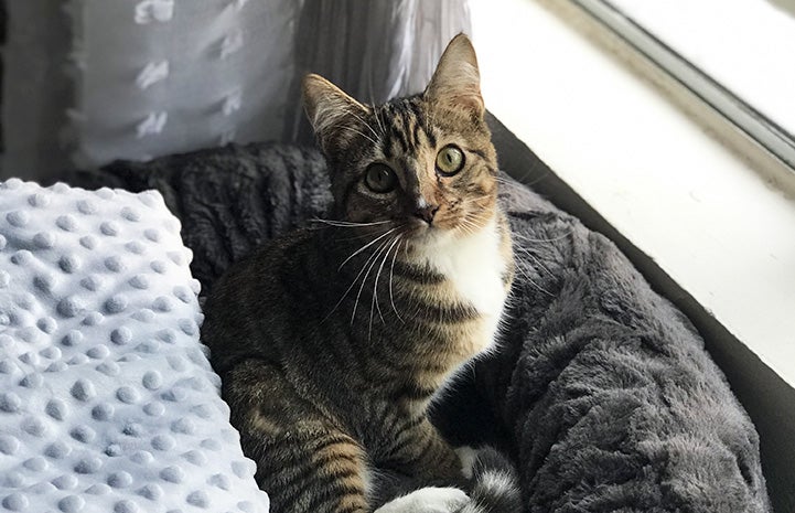 Rapunzel the kitten sitting in a bed next to a window