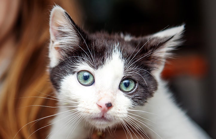 The face of Nutella the black and white kitten