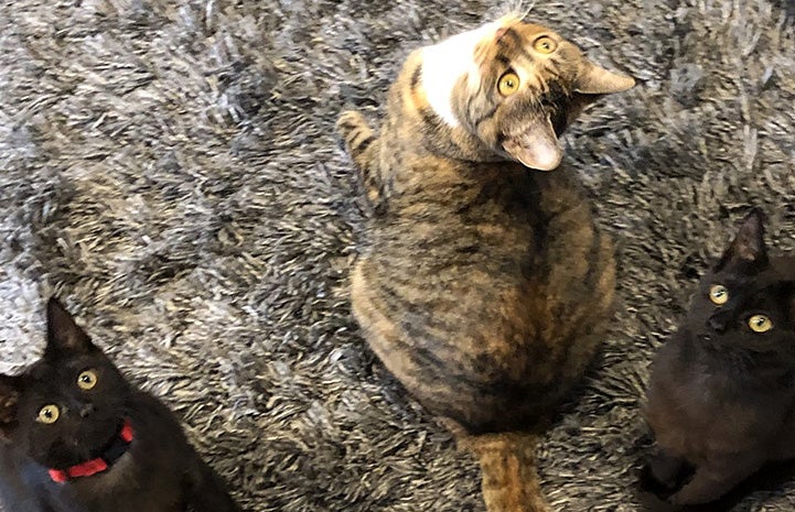 Brown tabby cat with Charlie and Roxy, the two black kittens