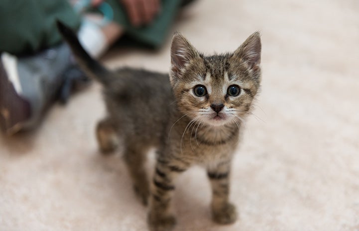 Brown tabby kitten Xactly