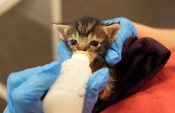 Neonatal tabby kitten drinking from a bottle