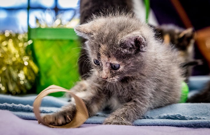 Dilute calico kitten playing with a cardboard roll