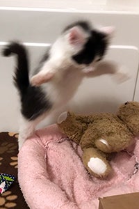 Oboe the kitten pouncing on a stuffed teddy bear