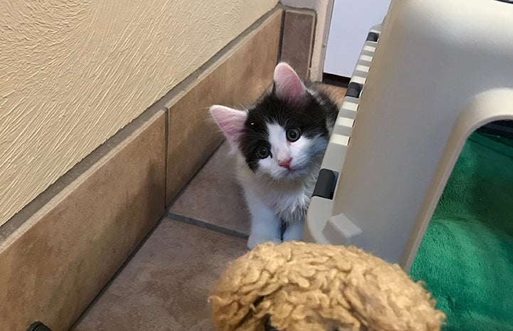 Oboe the black and white kitten peeking out from behind a chair with a teddy bear in the foreground