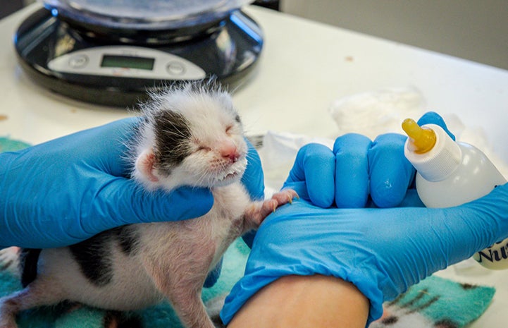 Black and white kitten taking a little rest after being bottle fed with milk on his mouth