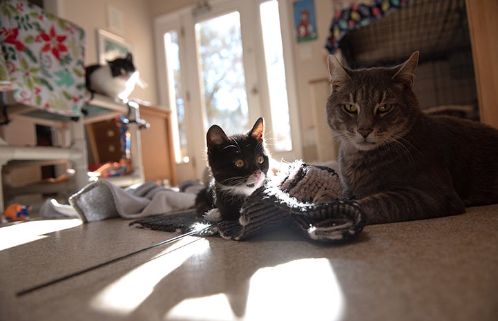 Sadie the black and white kitten with Hudson the cat