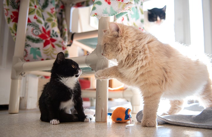 Sadie the black and white kitten playing with Lavender the cat