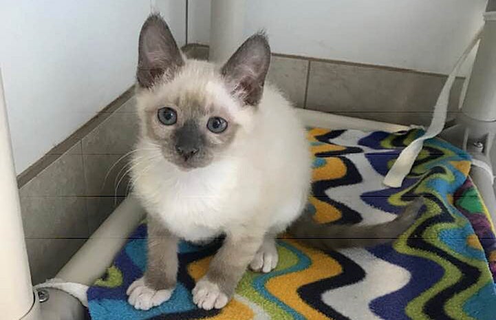 William Pear, a Siamese mix kitten, on a multicolored blanket on a cat tree