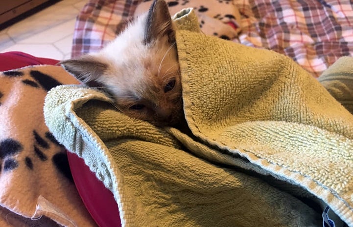 William Pear the kitten wrapped up in a towel