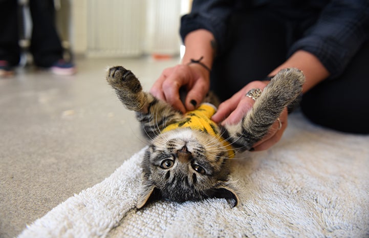 Cedar the kitten would be calm while the vet techs changed her bandages